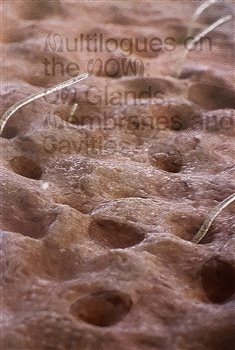 Multilogues on the Now: On Glands, Membranes and Cavities - Zuzana Jakalová, Hana Janečková