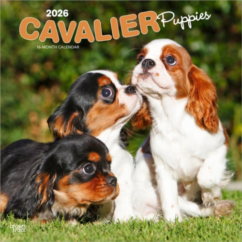 Cavalier King Charles Spaniel Puppies 2026 Square Flap Calendar BrownTrout