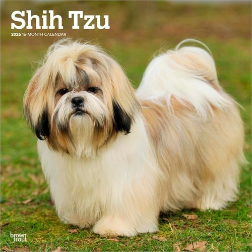 Shih Tzu 2026 Square Flap Calendar BrownTrout