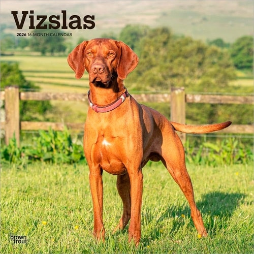 Vizslas 2026 Square Flap Calendar BrownTrout