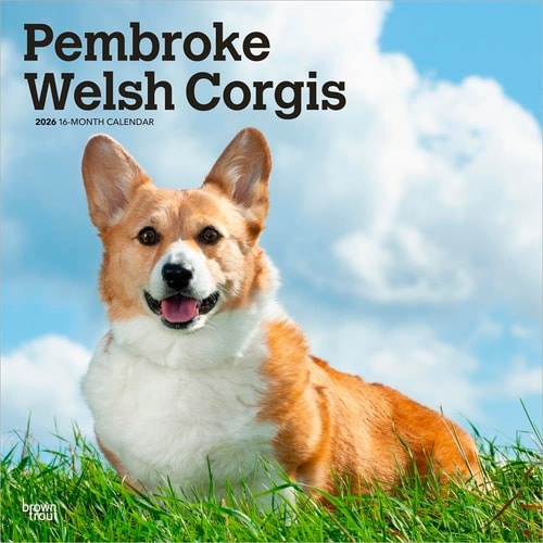 Welsh Corgis, Pembroke 2026 Square Flap Calendar BrownTrout
